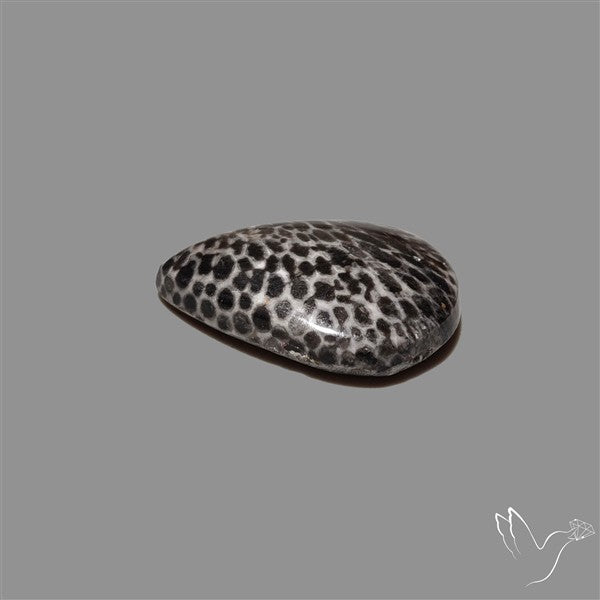 Stingray Black Fossil Coral Cabochon