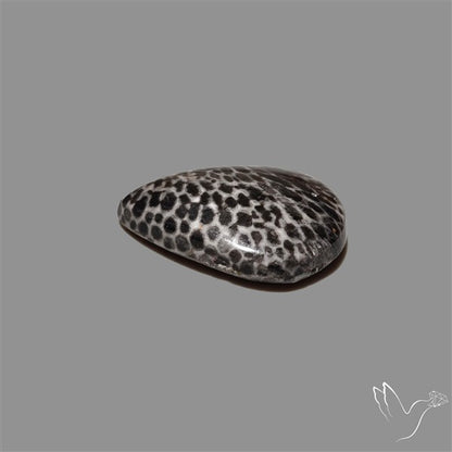 Stingray Black Fossil Coral Cabochon