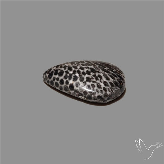 Stingray Black Fossil Coral Cabochon