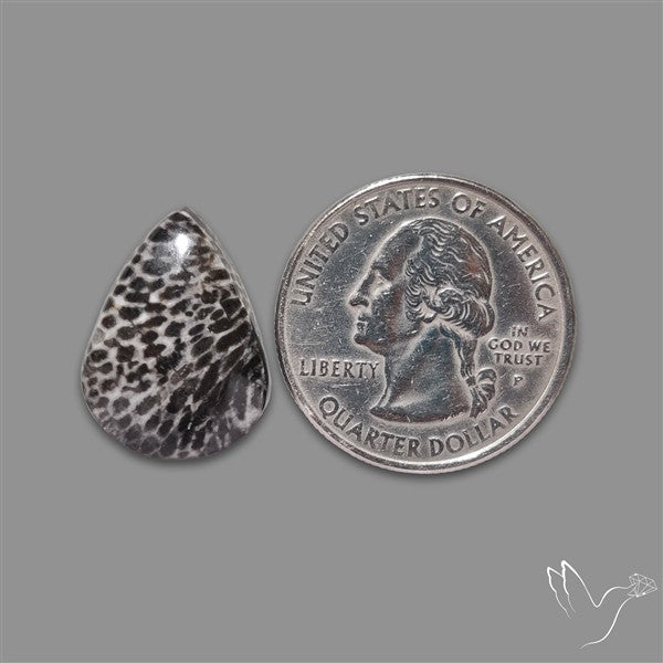 Stingray Black Fossil Coral Cabochon