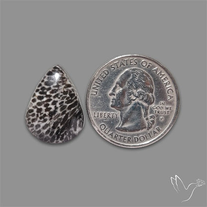 Stingray Black Fossil Coral Cabochon