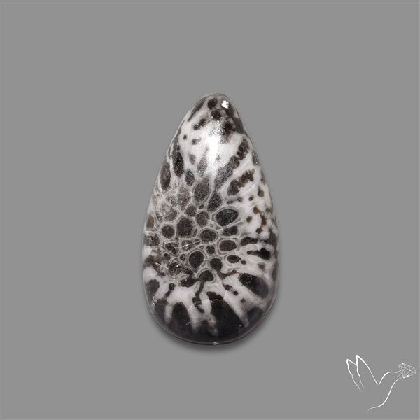 Stingray Black Fossil Coral Cabochon