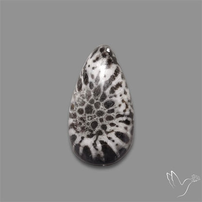Stingray Black Fossil Coral Cabochon