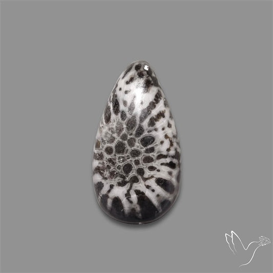 Stingray Black Fossil Coral Cabochon