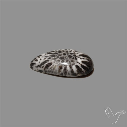 Stingray Black Fossil Coral Cabochon