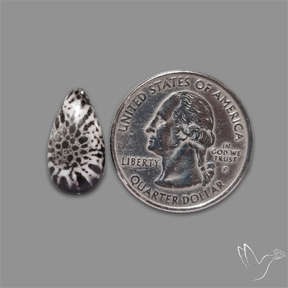 Stingray Black Fossil Coral Cabochon