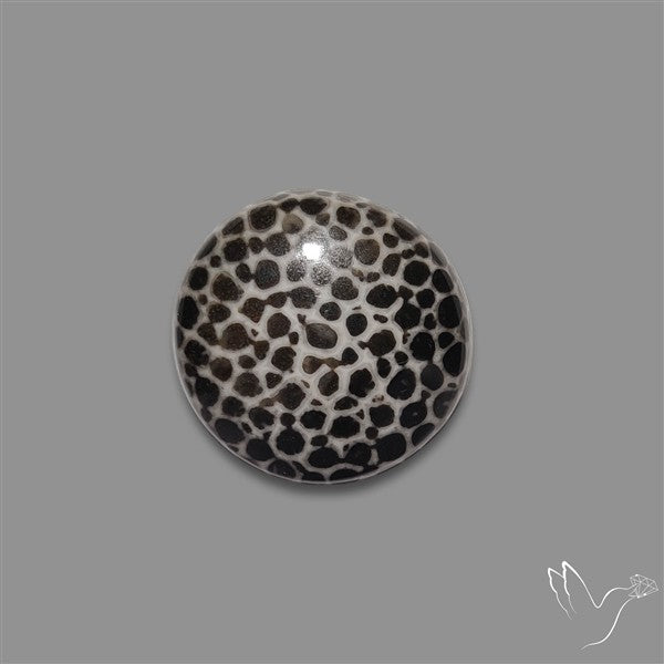 Stingray Black Fossil Coral Cabochon