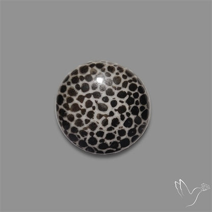 Stingray Black Fossil Coral Cabochon