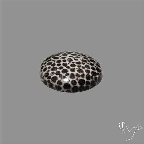 Stingray Black Fossil Coral Cabochon