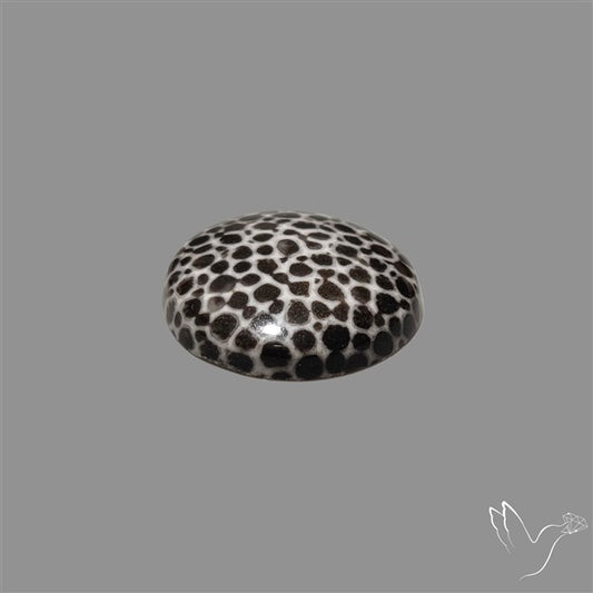 Stingray Black Fossil Coral Cabochon