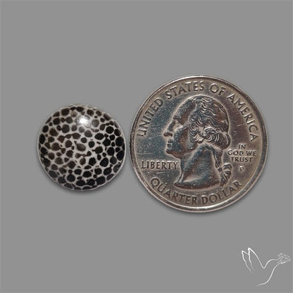 Stingray Black Fossil Coral Cabochon