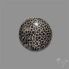 Stingray Black Fossil Coral Cabochon