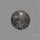 Stingray Black Fossil Coral Cabochon