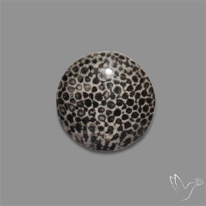 Stingray Black Fossil Coral Cabochon