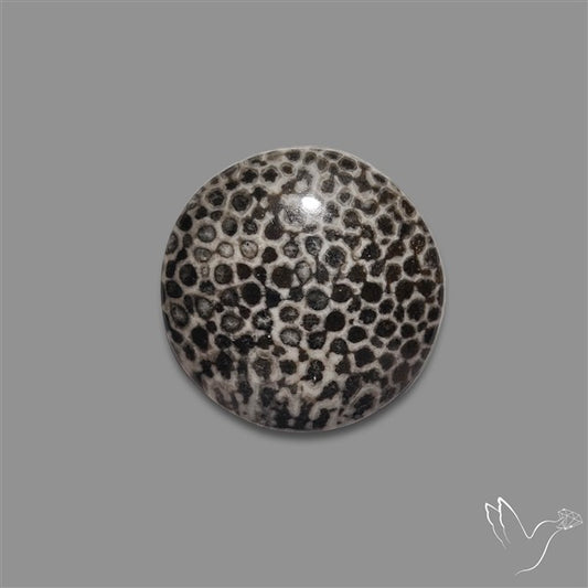 Stingray Black Fossil Coral Cabochon