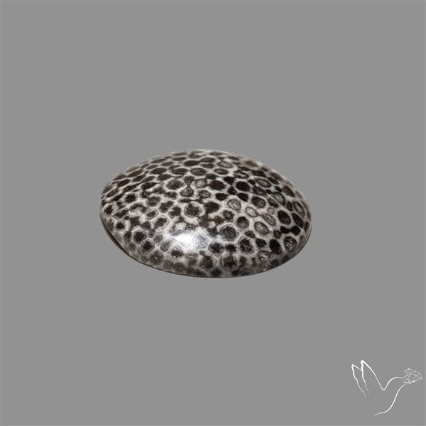 Stingray Black Fossil Coral Cabochon
