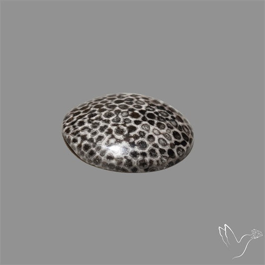 Stingray Black Fossil Coral Cabochon