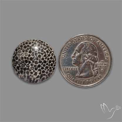 Stingray Black Fossil Coral Cabochon