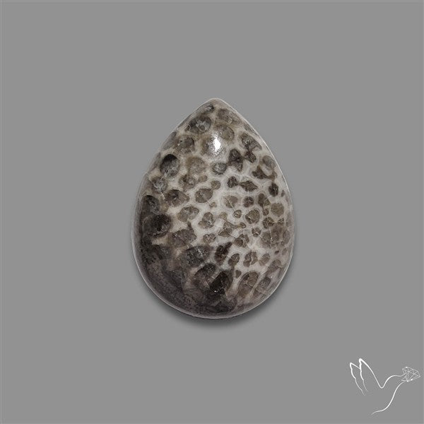 Stingray Black Fossil Coral Cabochon