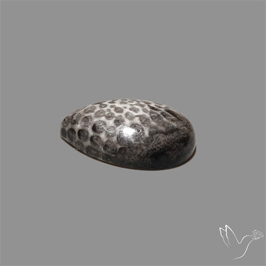 Stingray Black Fossil Coral Cabochon