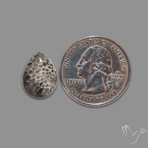 Stingray Black Fossil Coral Cabochon