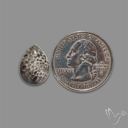 Stingray Black Fossil Coral Cabochon