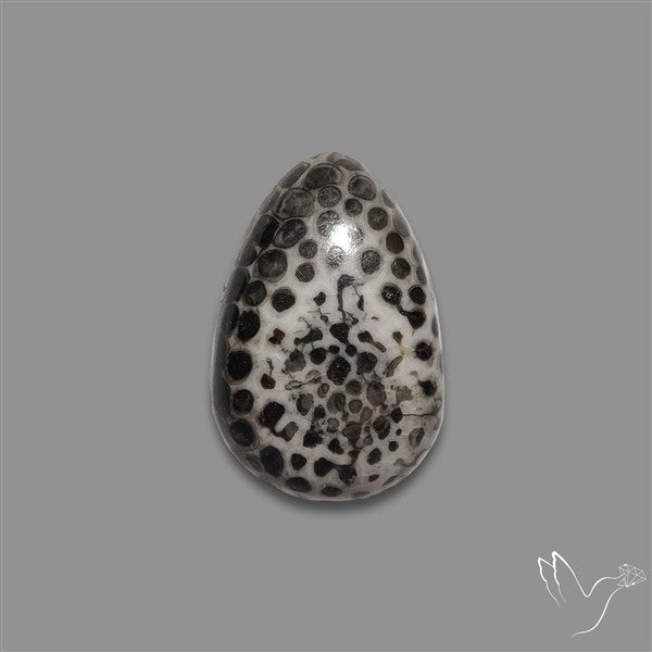 Stingray Black Fossil Coral Cabochon