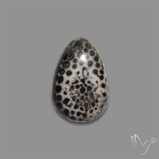 Stingray Black Fossil Coral Cabochon