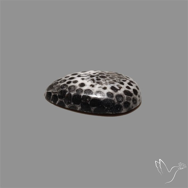 Stingray Black Fossil Coral Cabochon