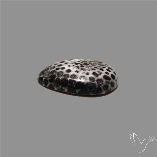 Stingray Black Fossil Coral Cabochon