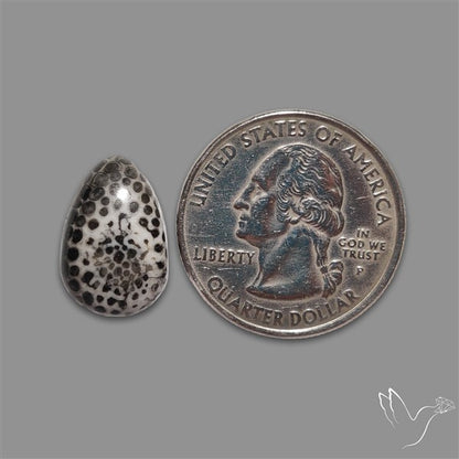 Stingray Black Fossil Coral Cabochon