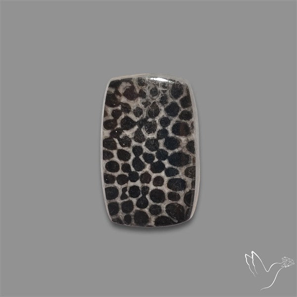 Stingray Black Fossil Coral Cabochon