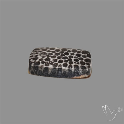 Stingray Black Fossil Coral Cabochon
