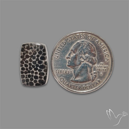 Stingray Black Fossil Coral Cabochon