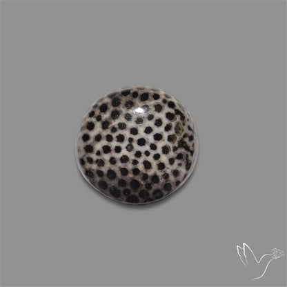 Stingray Black Fossil Coral Cabochon