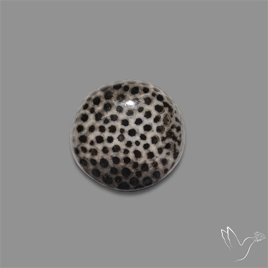 Stingray Black Fossil Coral Cabochon