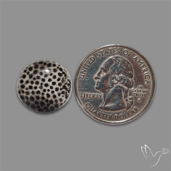 Stingray Black Fossil Coral Cabochon