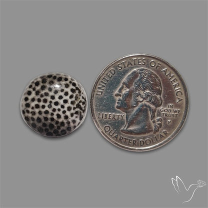 Stingray Black Fossil Coral Cabochon