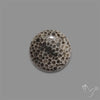 Stingray Black Fossil Coral Cabochon