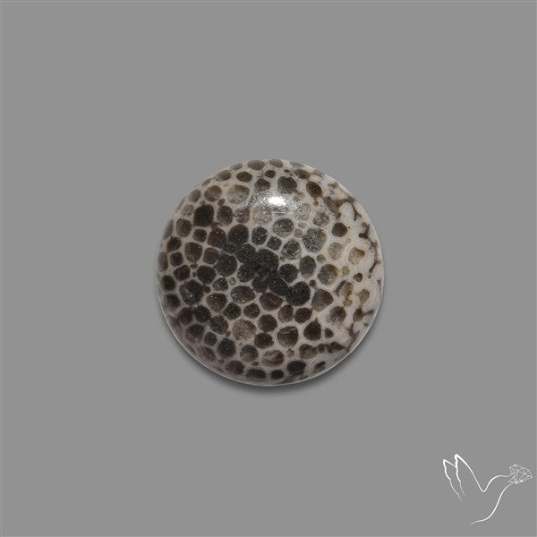 Stingray Black Fossil Coral Cabochon