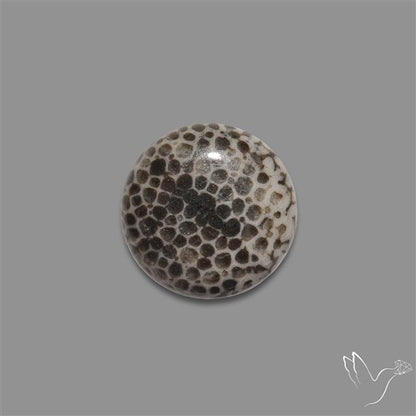 Stingray Black Fossil Coral Cabochon