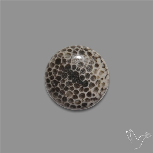 Stingray Black Fossil Coral Cabochon
