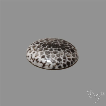 Stingray Black Fossil Coral Cabochon