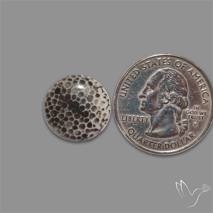 Stingray Black Fossil Coral Cabochon