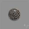 Stingray Black Fossil Coral Cabochon