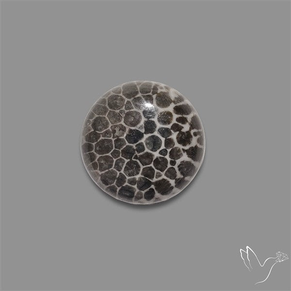 Stingray Black Fossil Coral Cabochon