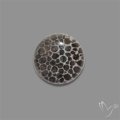 Stingray Black Fossil Coral Cabochon