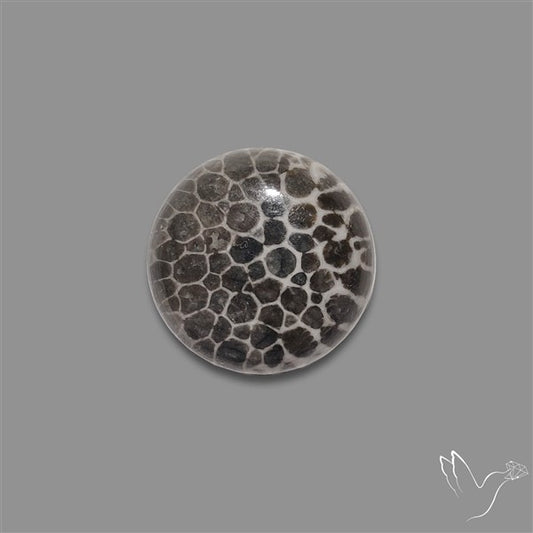 Stingray Black Fossil Coral Cabochon