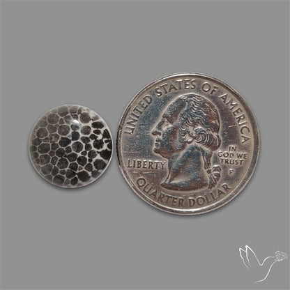Stingray Black Fossil Coral Cabochon