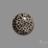 Stingray Black Fossil Coral Cabochon